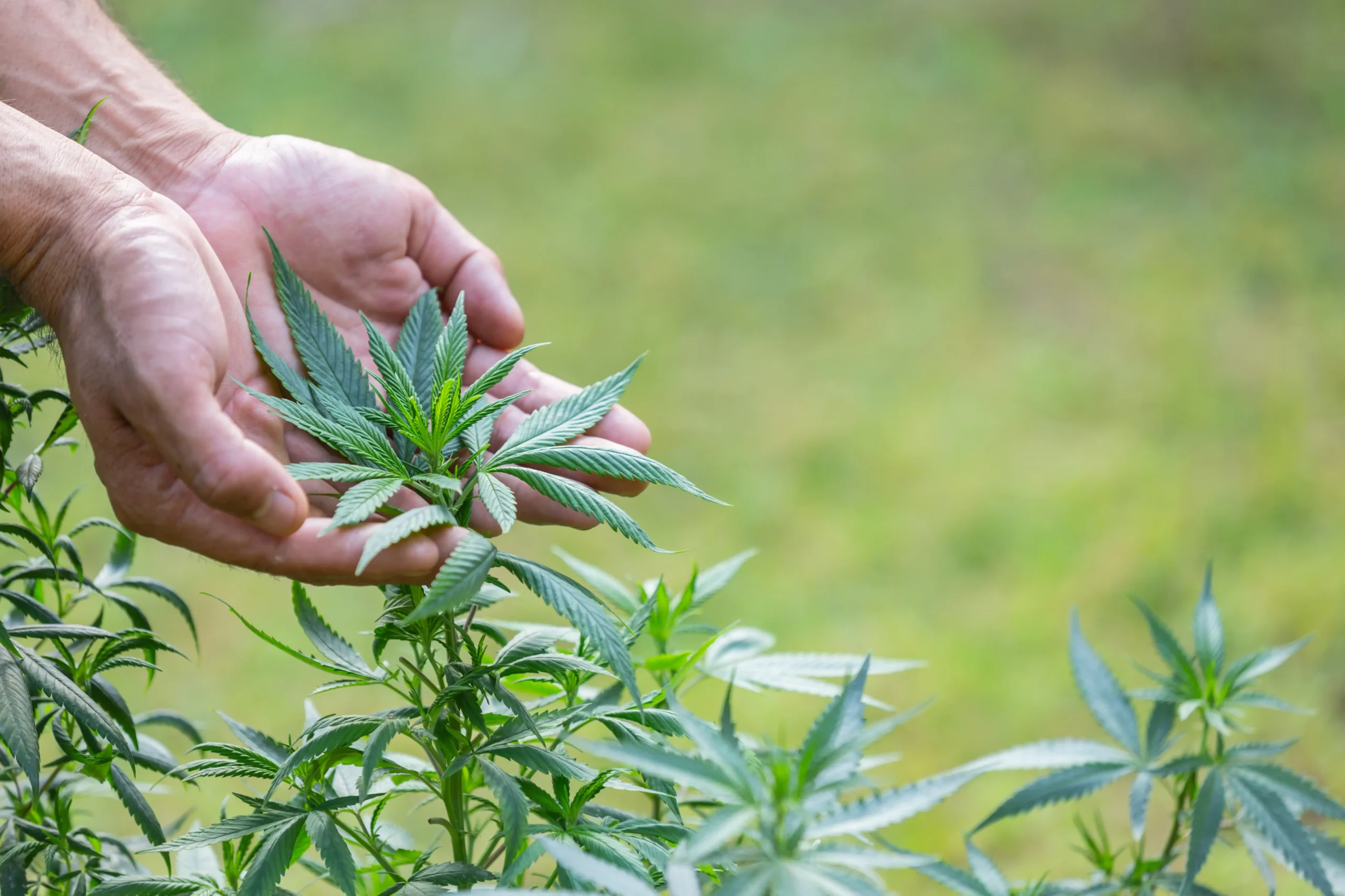 Descubre el Poder del CBD: Bienestar Natural para Tu Vida